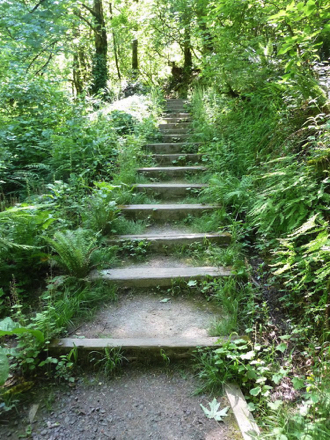 Typical and more frequent section of rougher trail connecting to Council Crest