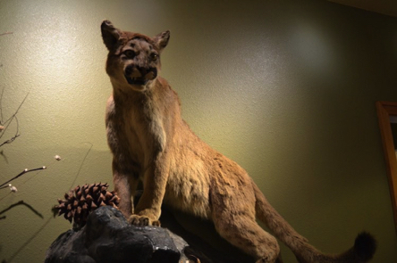 Cougar a taxidermy animal
