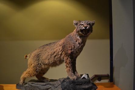 Bobcat a taxidermy animal