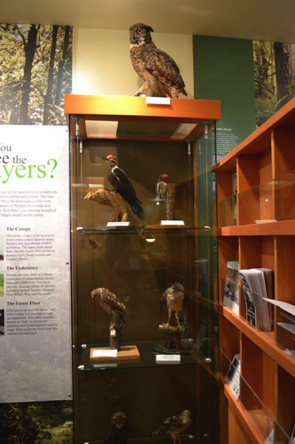 Taxidermy animal display case