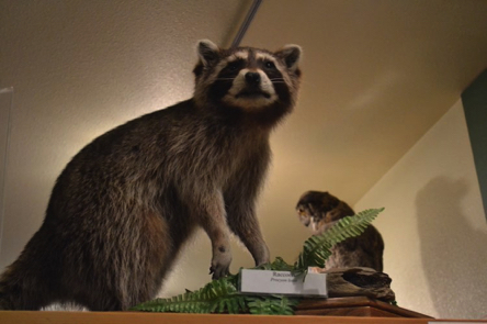 Raccoon a taxidermy animal