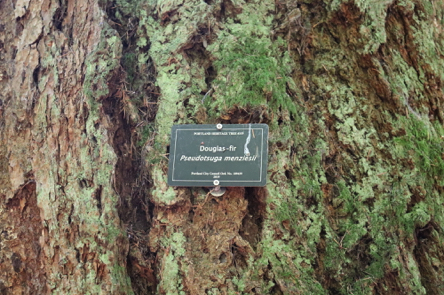 Tree identification sign posted on tree