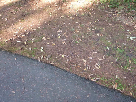 Transition from paved trail to natural surface trail &ndash; the transition may have a small lip