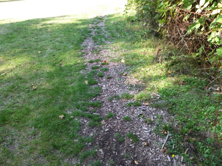 Townsite Trail &ndash; spots of grass growing through soft surface trail &ndash; may have overgrown bushes on right
