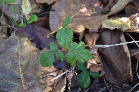 Poison Oak plant in bushes on the trail &ndash; green in spring/summer &ndash; red in fall &ndash; do not touch