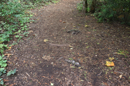 Tree roots in the middle of the natural surface trail parallel to the 108th Street Trail