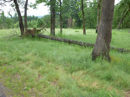 Logs may be tempting as a resting place - do not leave the trail - poison oak off trail
