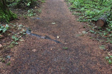 Tree root across the Legacy Creek trail – natural surface Tree root across the Legacy Creek trail – natural surface