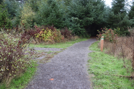 Junction of Coyote Way Trail and Legacy Creek Trail on the left – gravel and natural surface Junction of Coyote Way Trail and Legacy Creek Trail on the left – gravel and natural surface