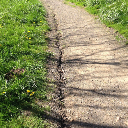 Rut along the edge of the Maple Trail