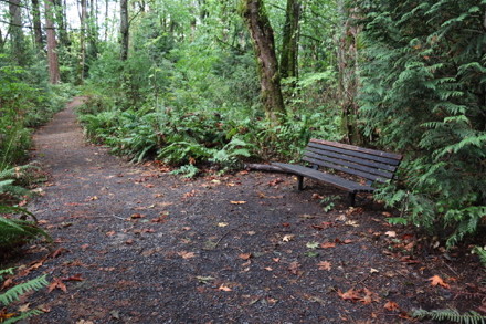 Bench along natural surface Wildwood Trail