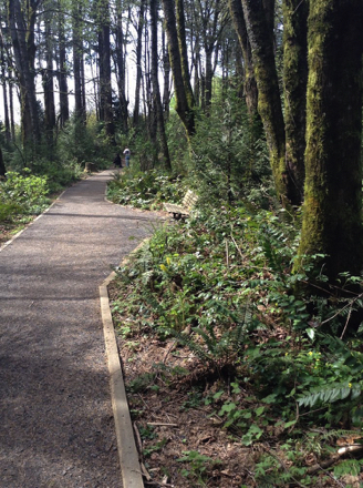Compacted gravel on the Wildwood Trail