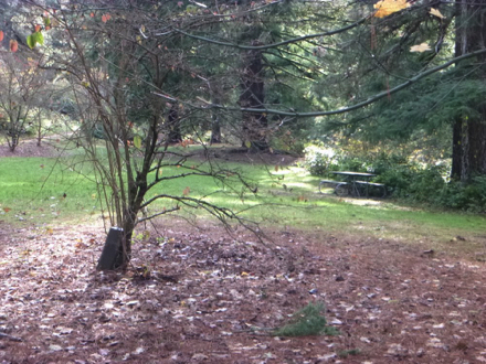 Picnic table located along Spruce Trail