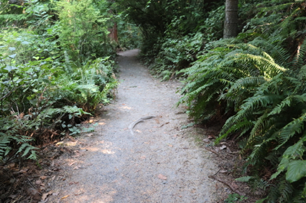 Redwood Trail narrow in places with roots across trail