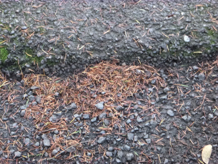 Transition from paved surface of the Pavilion to compacted gravel trail may have a lip