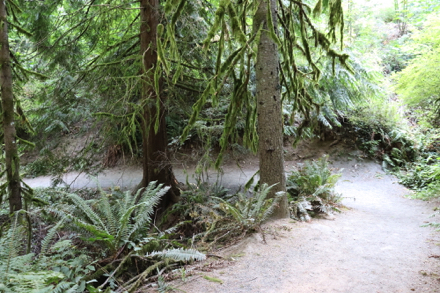 Switchback on the Redwood Trail with a 13% grade