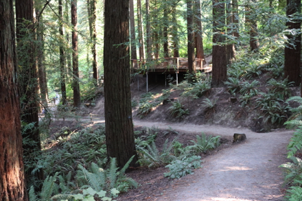 Redwood observation deck