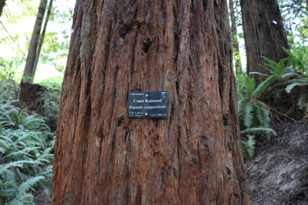 Some trees may have identification tags