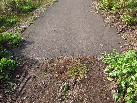 Transition from natural surface with grass to paved surface &ndash; may be a lip at transition &ndash; vegetation on both sides