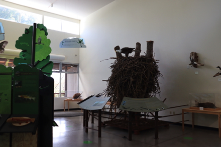 Education Center &ndash; display of authentic eagle nest &ndash; hands on displays &ndash; covered observation deck