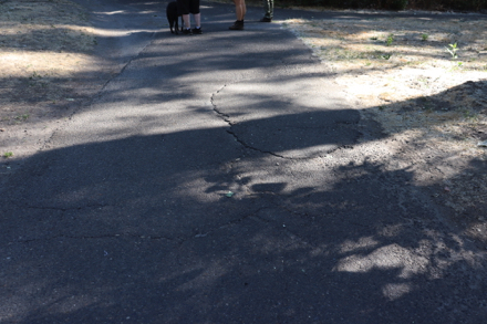 Hard surface trail that is patched - uneven transition - this is common throughout the park