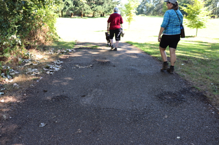 Hard surface trail with raised broken blacktop - lip from hard surface to soft surface on the side of trail