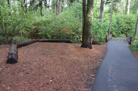Logs form a large semicircle for seating