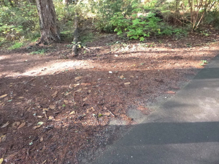 Junction to a natural surface trail creates a loop back to the paved trail
