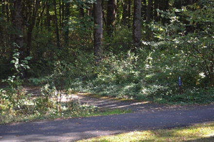 Transition from hard to natural surface at the entrance to Trillium trail from sidewalk outside the park Transition from hard to natural surface at the entrance to Trillium trail from sidewalk outside the park