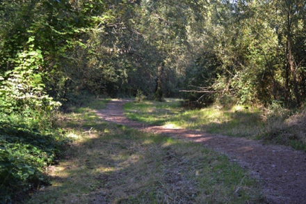 Natural surface on the Riverside Loop trail mixed with grass