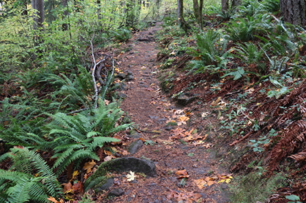 Mather Road Trail has large rocks impeding the trail width