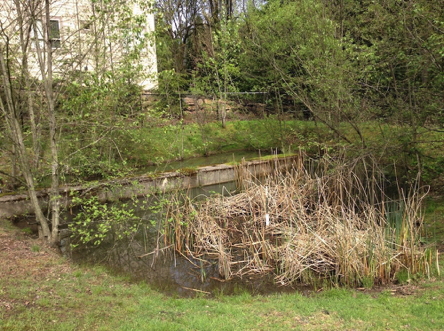Natural pond water filtration