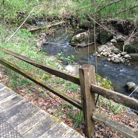 Mt Scott Creek seen from boardwalk