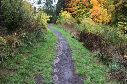 Natural surface trail between hard surface and boardwalk
