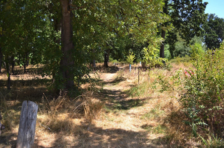 The natural surface trail to the off-leash pet area has bumps and ruts along the trail surface