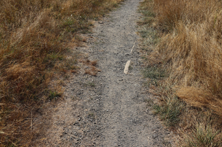 Foliage may narrow trail width on Forest Edge Trail