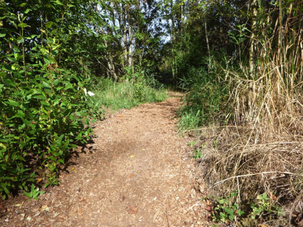 Natural surface trail to disc golf &ndash; bark chip surface