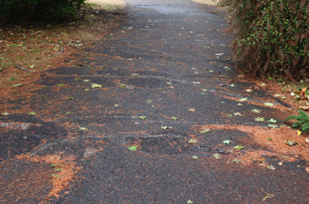 Paved trail from Klineline Pond to the softball fields may have ruts and bumps