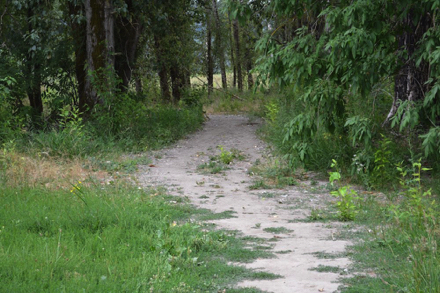Parts of the Boundary Trail go through trees