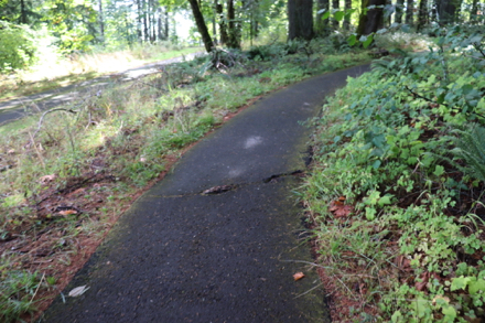 Exposed tree roots and cracks on the paved Shelter Trail Exposed tree roots and cracks on the paved Shelter Trail