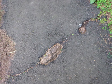 There are exposed tree roots and cracks on the paved Shelter Trail – could be fixed There are exposed tree roots and cracks on the paved Shelter Trail – could be fixed