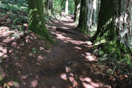 Roots crossing the Boomer Trail represent natural obstacles – may not be fixable Roots crossing the Boomer Trail represent natural obstacles – may not be fixable