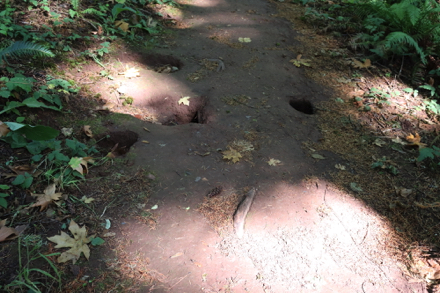 Many deep holes in path of Boomer Trail Many deep holes in path of Boomer Trail