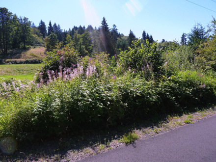 ...and wild flowers