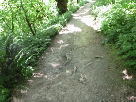 Natural surface trail is surrounded by lush forest &ndash; many tree roots across these trails