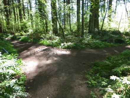 Many natural surface trail intersections with low directional signage
