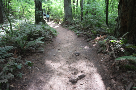 Big Fir Trail &ndash; root in middle of trail and throughout natural surface route